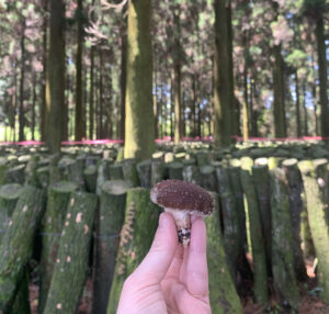 美しいクヌギの森林で育つ原木椎茸